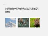 人教版八年级生物上册课件 第五单元 第二章 第二节  先天性行为和学习行为