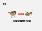 人教版八年级生物上册课件 第五单元 第三章 动物在生物圈中的作用