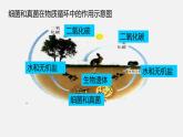 人教版八年级生物上册课件 第五单元 第四章 第四节 细菌和真菌在自然界中的作用