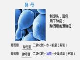 人教版八年级生物上册课件 第五单元 第四章 第五节 人类对细菌和真菌的利用