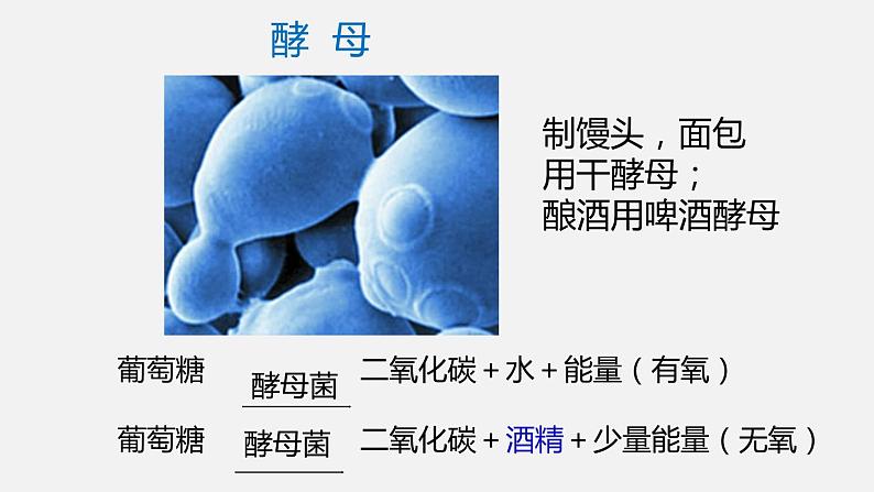 人教版八年级生物上册课件 第五单元 第四章 第五节 人类对细菌和真菌的利用第3页