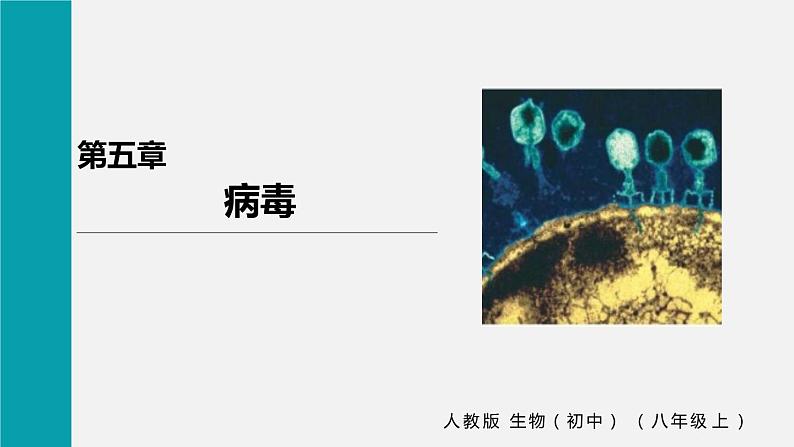 人教版八年级生物上册课件 第五单元 第五章 病毒01