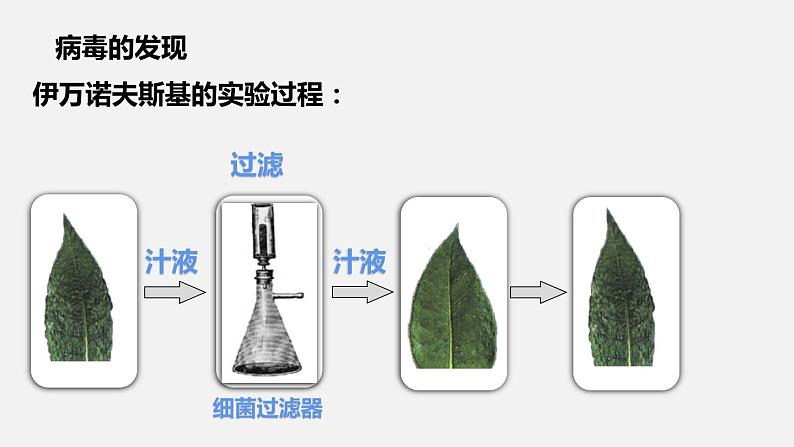 人教版八年级生物上册课件 第五单元 第五章 病毒05