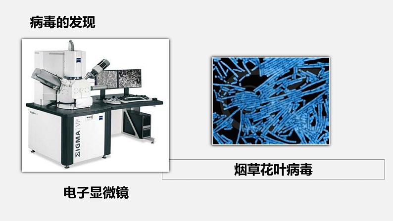 人教版八年级生物上册课件 第五单元 第五章 病毒07