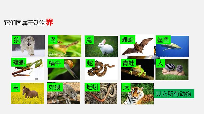 人教版八年级生物上册课件 第六单元 第一章 第二节 从种到界08