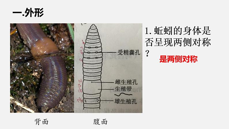 人教版八年级生物上册课件 第五单元 第一章 第二节 第2课时 环节动物第5页