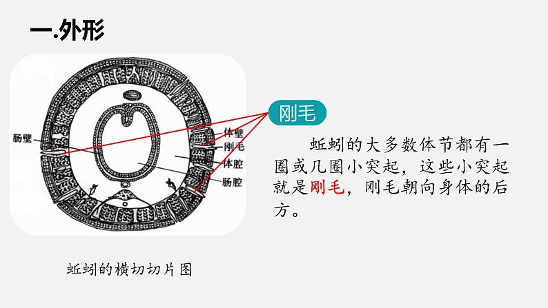 人教版八年级生物上册课件 第五单元 第一章 第二节 第2课时 环节动物第6页