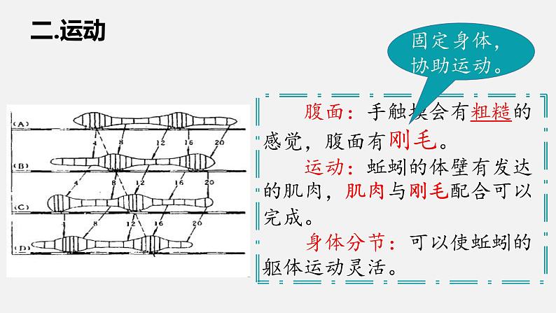 人教版八年级生物上册课件 第五单元 第一章 第二节 第2课时 环节动物第8页