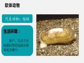 人教版八年级生物上册课件 第五单元 第一章 第三节 第1课时 软体动物