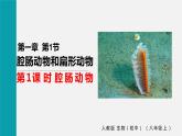 人教版八年级生物上册课件 第五单元 第一章 第一节 第1课时 腔肠动物
