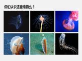 人教版八年级生物上册课件 第五单元 第一章 第一节 第1课时 腔肠动物