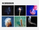 人教版八年级生物上册课件 第五单元 第一章 第一节 第1课时 腔肠动物