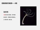 人教版八年级生物上册课件 第五单元 第一章 第一节 第1课时 腔肠动物