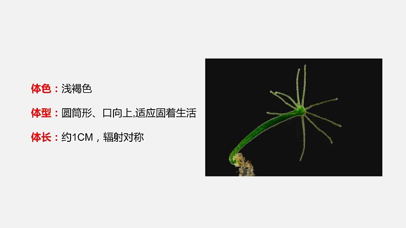 人教版八年级生物上册课件 第五单元 第一章 第一节 第1课时 腔肠动物06