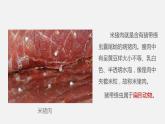 人教版八年级生物上册课件 第五单元 第一章 第一节 第2课时 扁形动物
