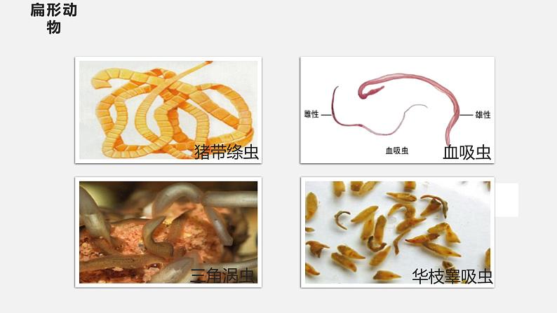 人教版八年级生物上册课件 第五单元 第一章 第一节 第2课时 扁形动物03