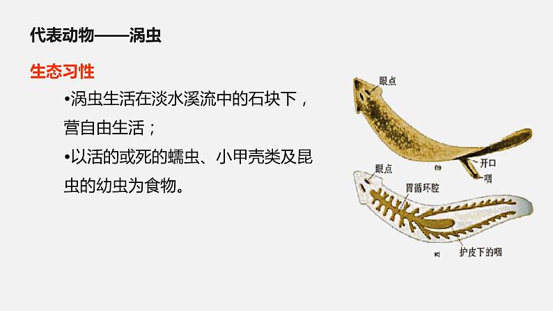 人教版八年级生物上册课件 第五单元 第一章 第一节 第2课时 扁形动物05