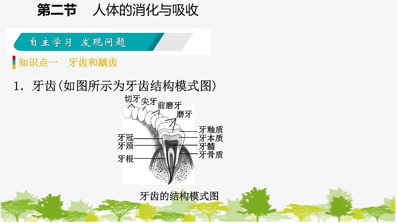 苏教版七年级生物下册 第九章 第二节   第1课时   消化系统的组成课件第5页