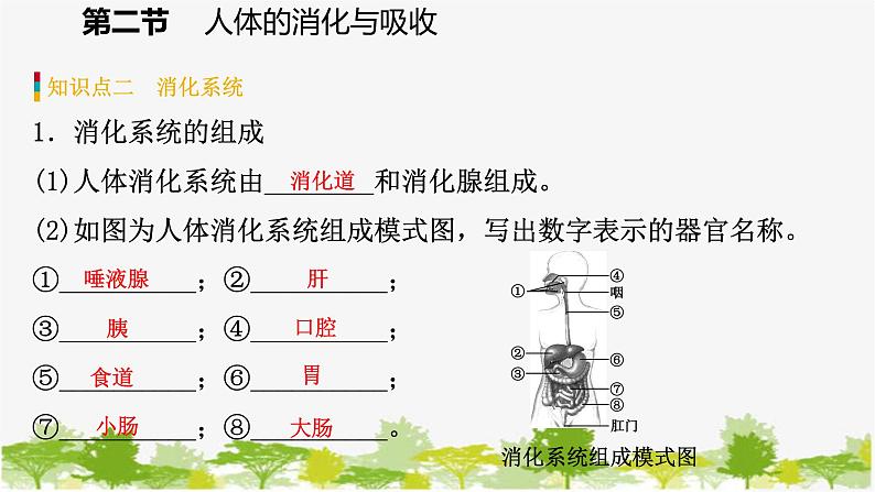 苏教版七年级生物下册 第九章 第二节   第1课时   消化系统的组成课件第8页