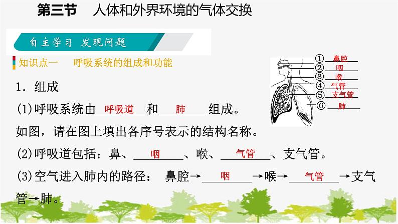 苏教版七年级生物下册 第十章 第三节  第1课时   呼吸系统的组成课件第5页