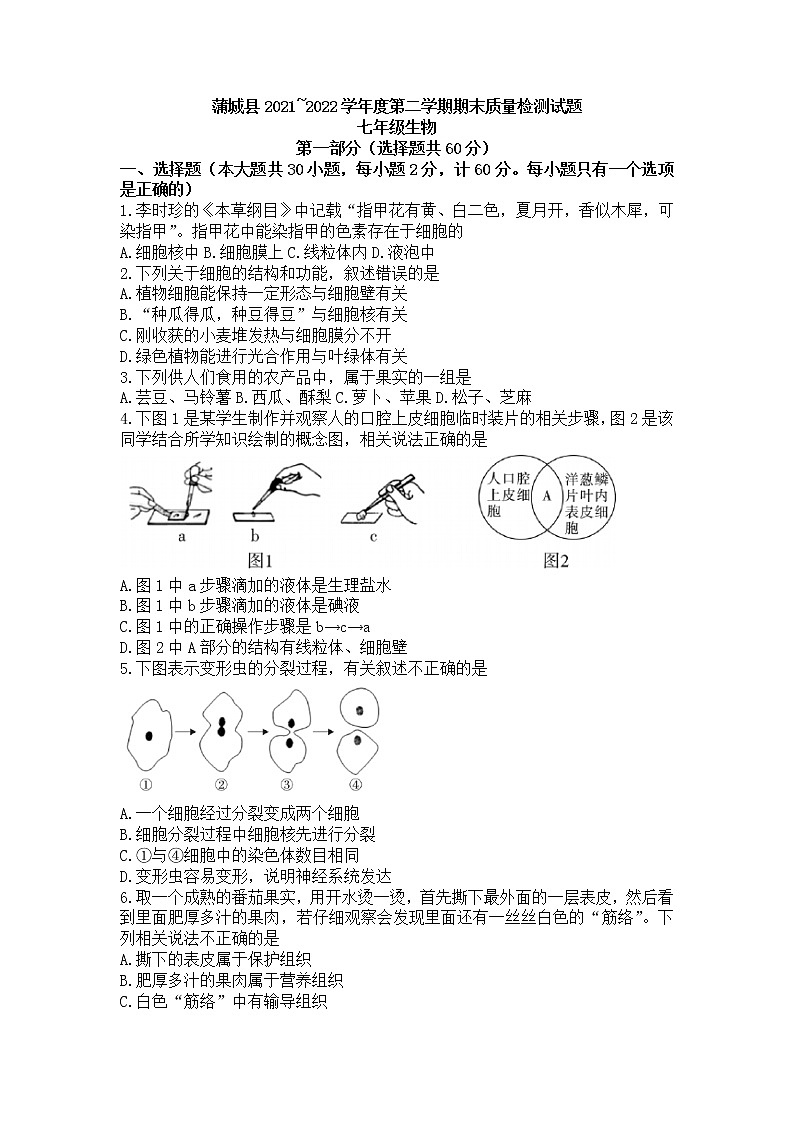 陕西省渭南市蒲城县2021-2022学年七年级下学期期末质量检测生物试题(word版含答案)第1页