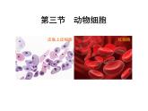 人教版七年级上册2.1.3《动物细胞》课件