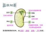 人教版七年级上册3.2.1《种子的萌发》课件