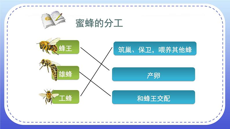 2.3《社会行为》课件+教案07