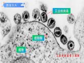 第五章《病毒》课件+教案