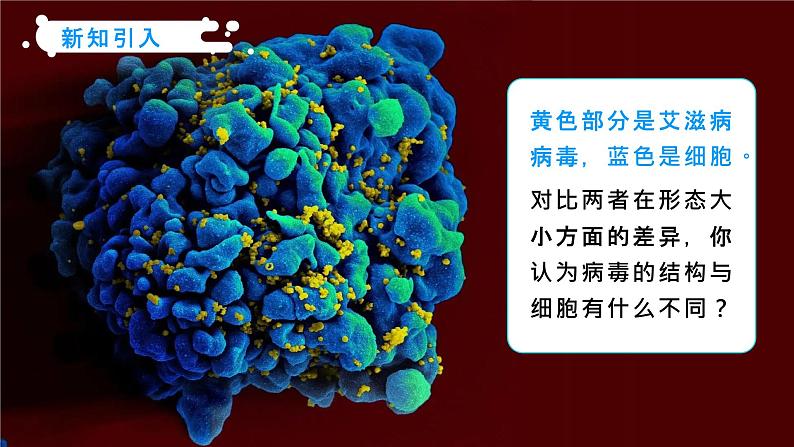 第五章《病毒》课件+教案05