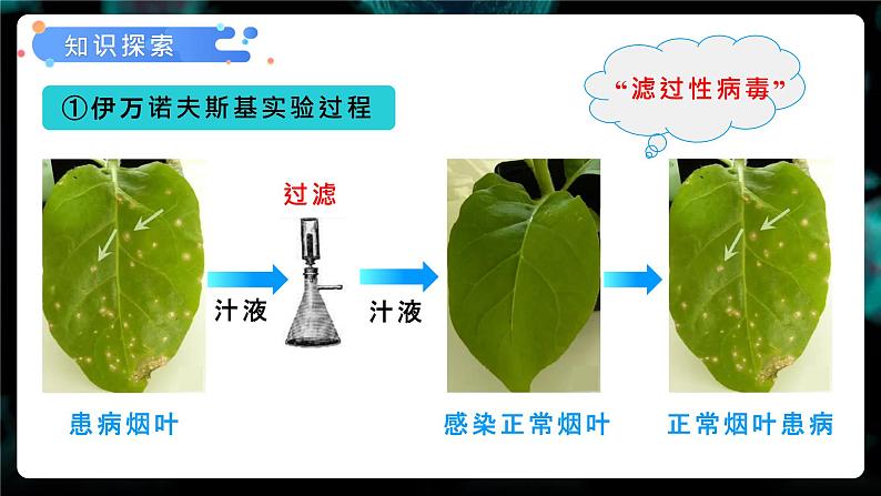 第五章《病毒》课件+教案08