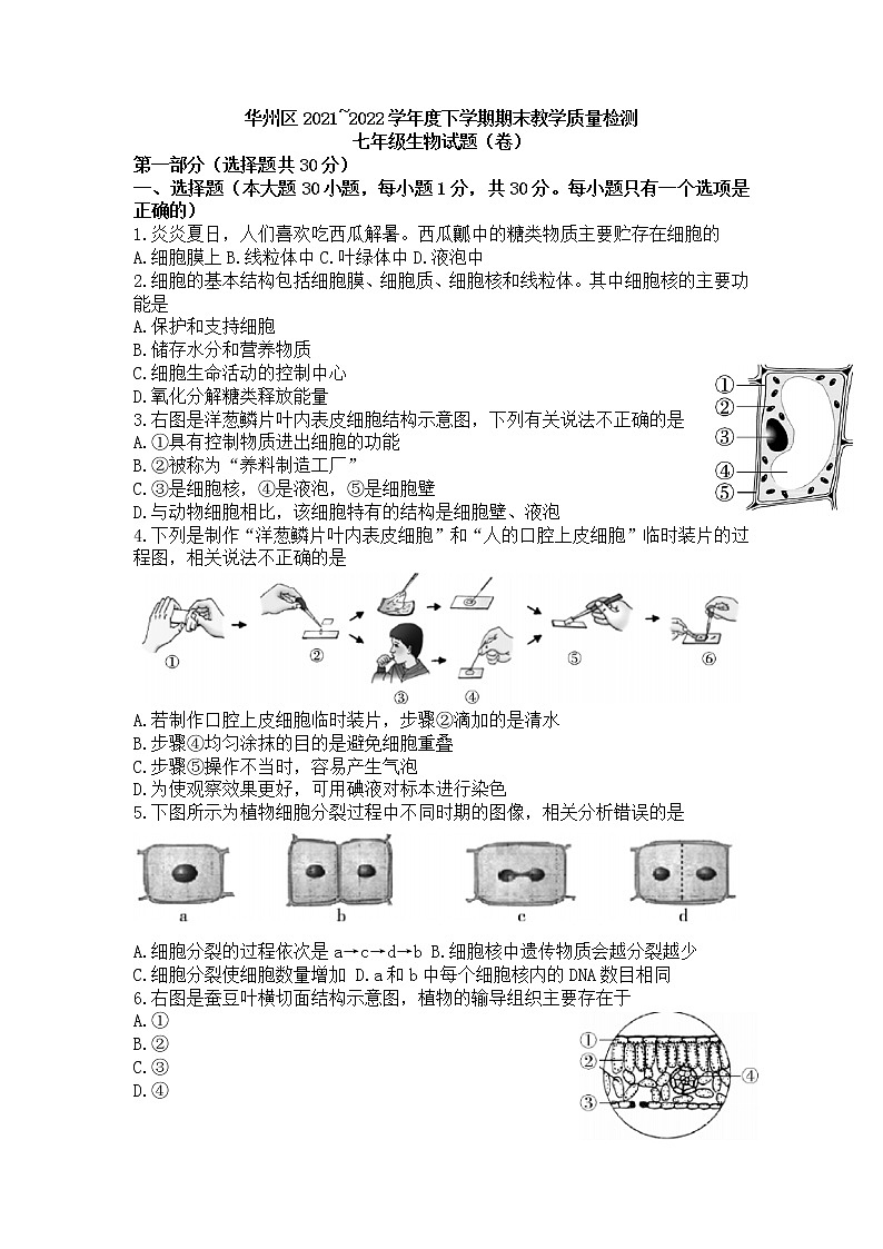 陕西省渭南市华州区2021-2022学年七年级下学期期末教学质量检测生物试题(word版含答案)第1页