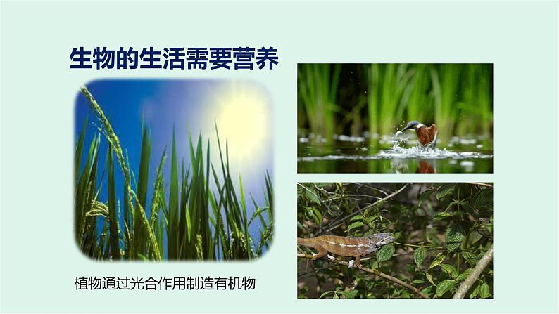 1.1 生物的物征 课件 2022-2023学年人教版生物七年级上册04