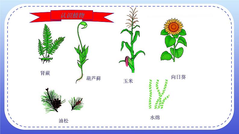 6.1.1《尝试对生物进行分类》课件+教案04