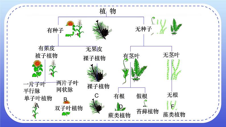 6.1.1《尝试对生物进行分类》课件+教案07