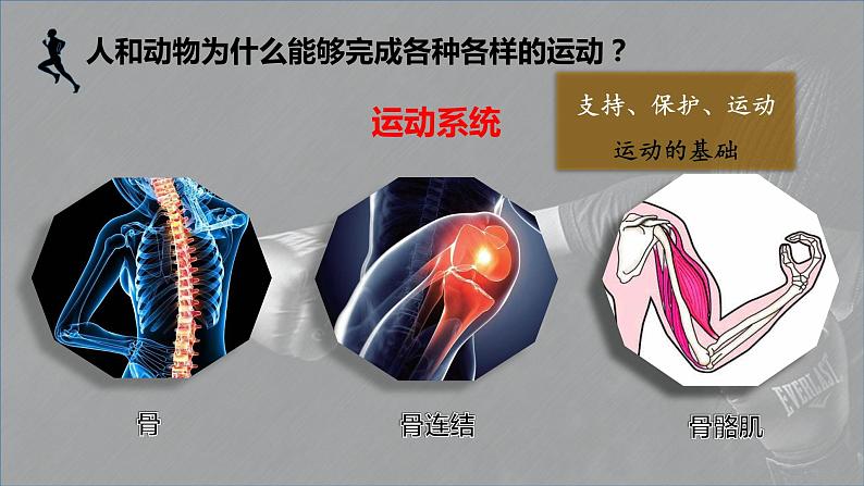 5.15.2动物运动的形成课件02