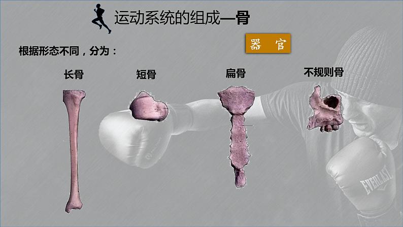 5.15.2动物运动的形成课件03