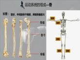 5.15.2动物运动的形成课件