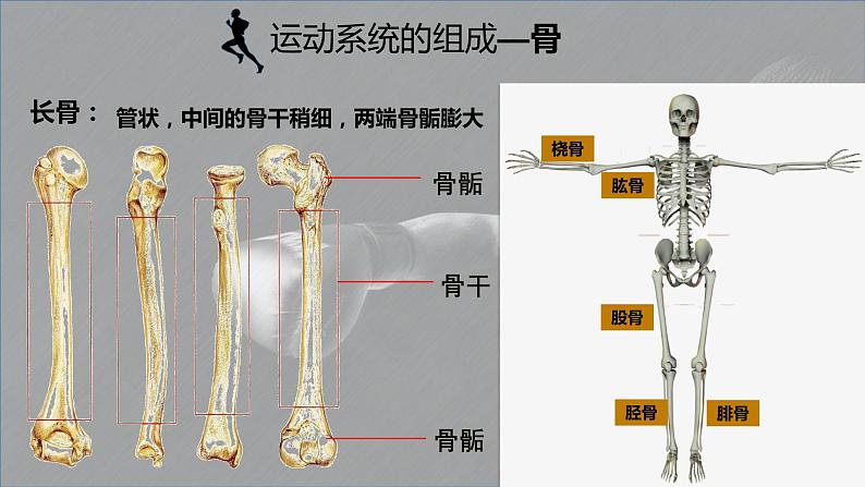 5.15.2动物运动的形成课件04