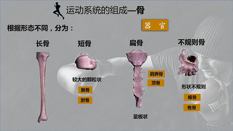 5.15.2动物运动的形成课件05