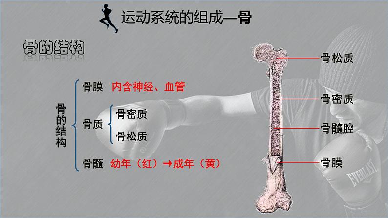5.15.2动物运动的形成课件06