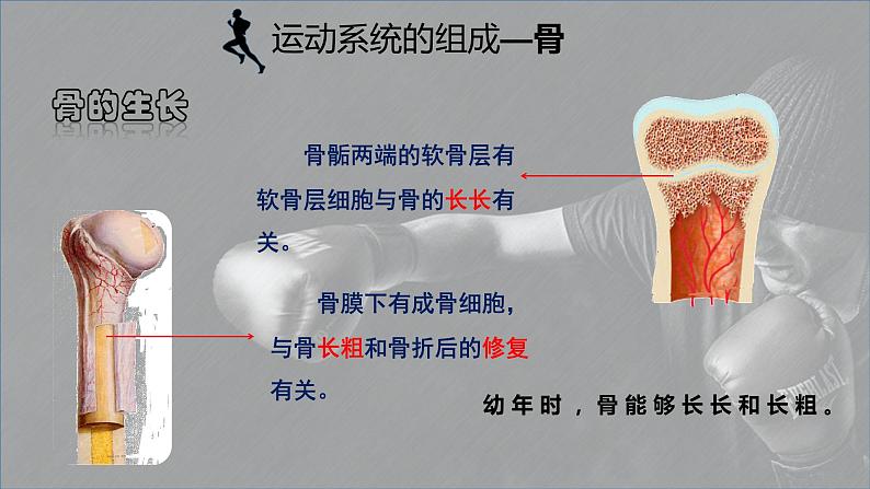 5.15.2动物运动的形成课件07