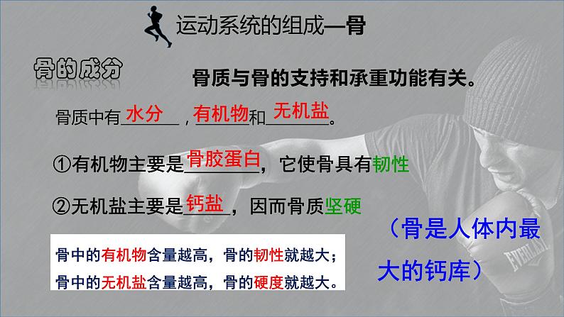 5.15.2动物运动的形成课件08