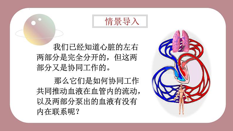 10.2.2 人体血液循环课件（第二课时）第3页