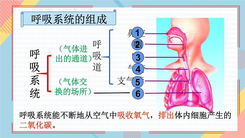 10.3人体和外界环境的气体交换课件第5页