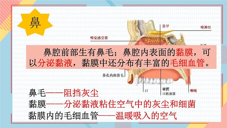 10.3人体和外界环境的气体交换课件第7页