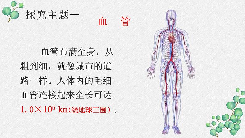 10.2.1 人体的血液循环课件（第一课时）第4页