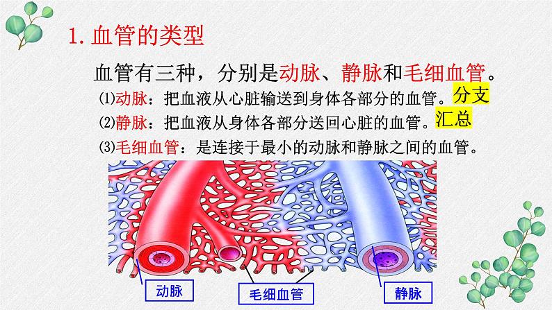 10.2.1 人体的血液循环课件（第一课时）第6页