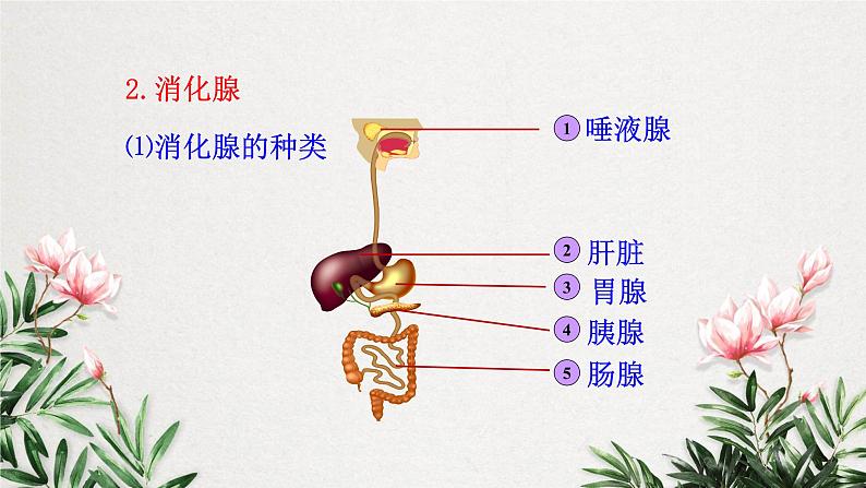 9.2.1 人体的消化和吸收课件（第一课时）第7页