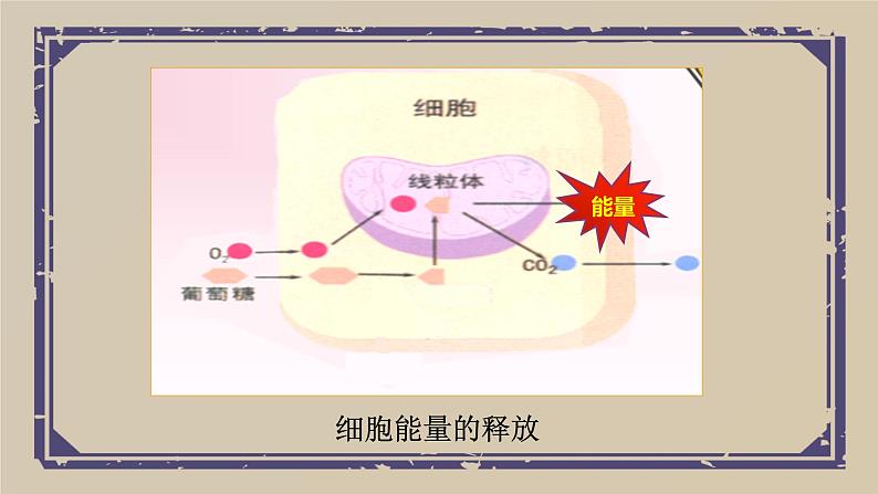 10.5 人体能量的供给课件07